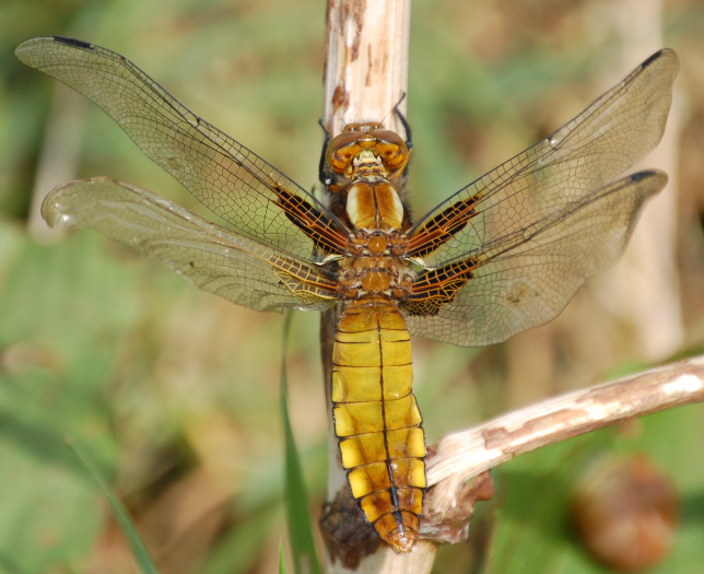 Libellula depressa beim trocknen der Flügel