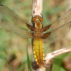 Libellula depressa beim trocknen der Flügel