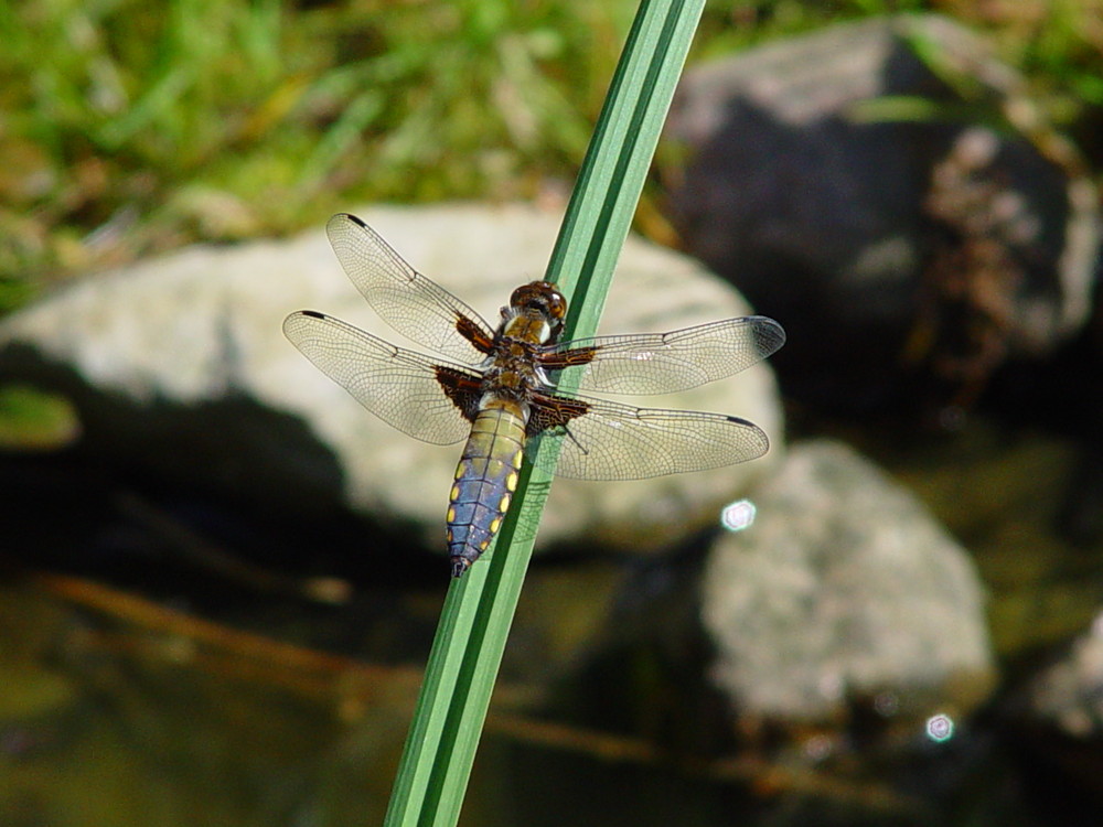 Libellula depressa