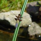 Libellula depressa