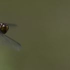 libellula depressa