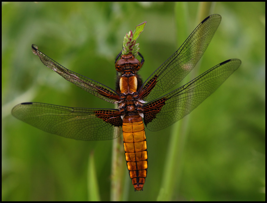 Libellula depressa