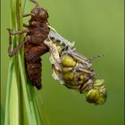 Libellula depressa