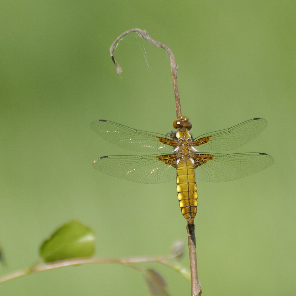 Libellula depressa