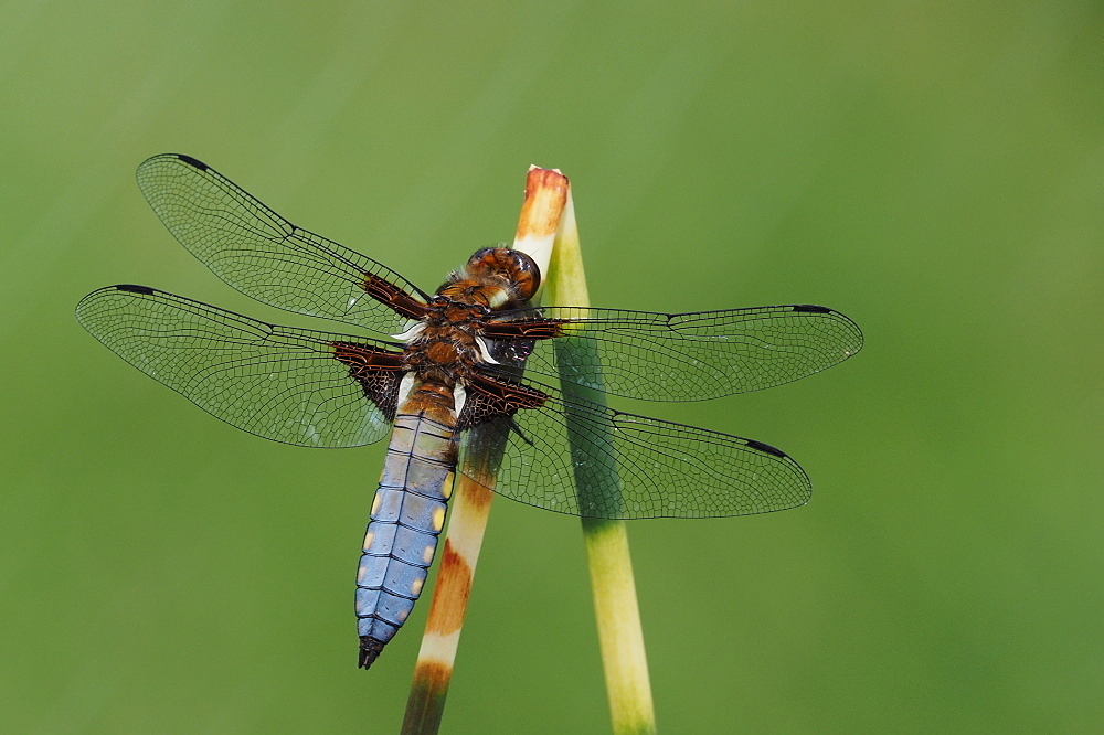 Libellula depressa