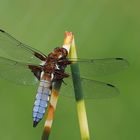 Libellula depressa