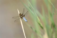 Libellula depressa