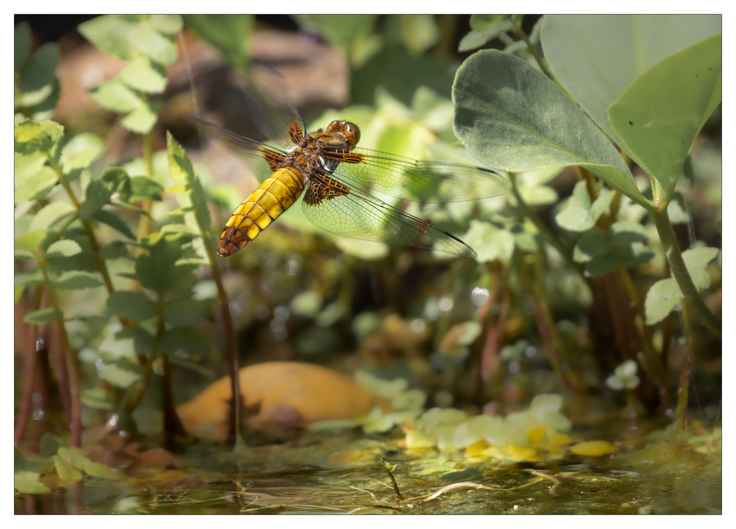 Libellula depressa