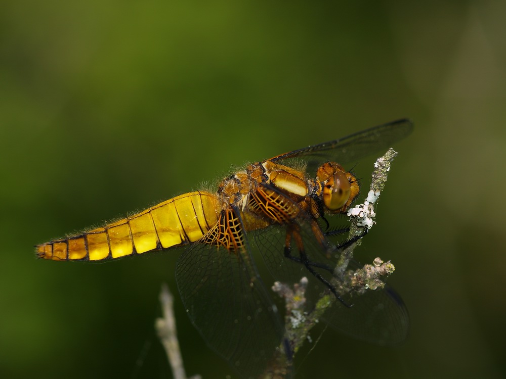 Libellula depressa