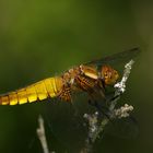 Libellula depressa