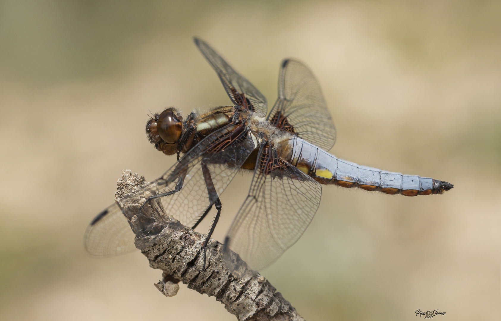 Libellula depressa