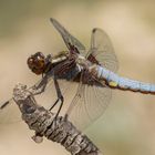 Libellula depressa