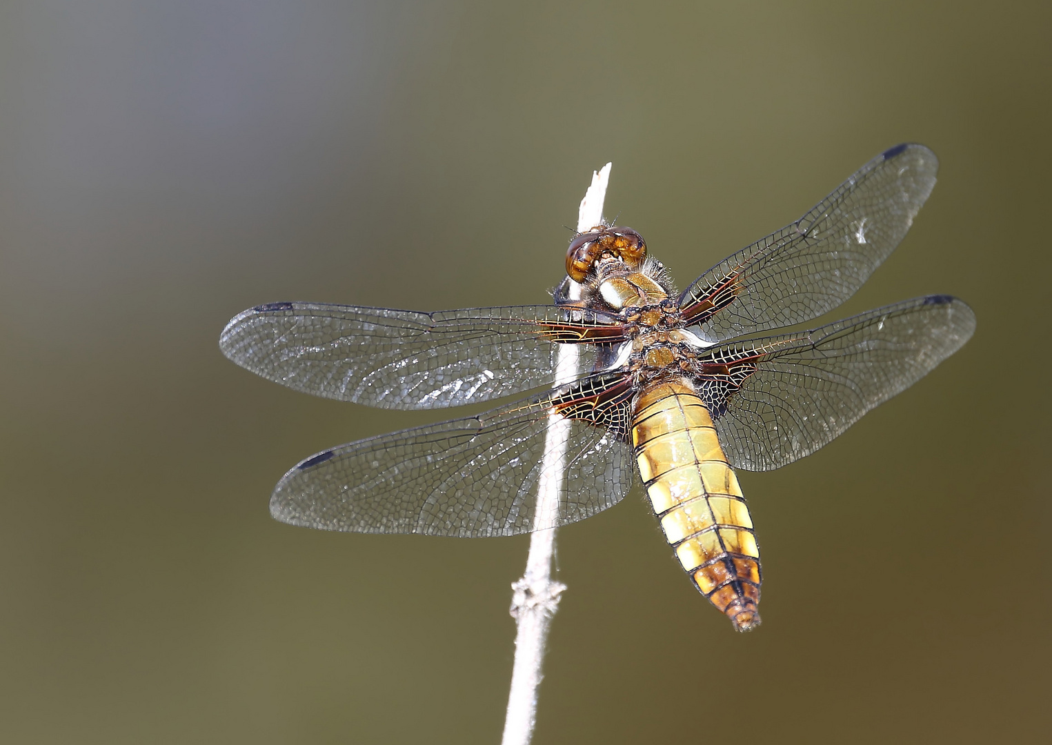 Libellula depressa F