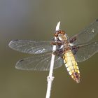 Libellula depressa F