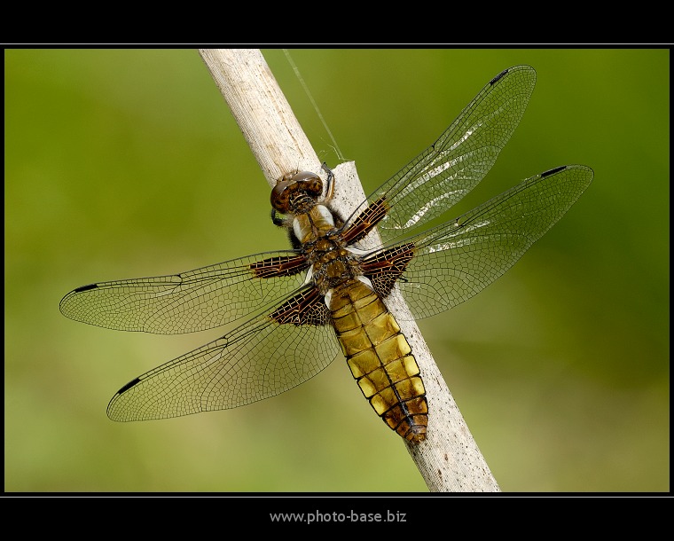 Libellula depressa