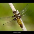 Libellula depressa