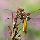 Libellula depressa