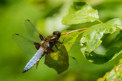 Libellula depressa