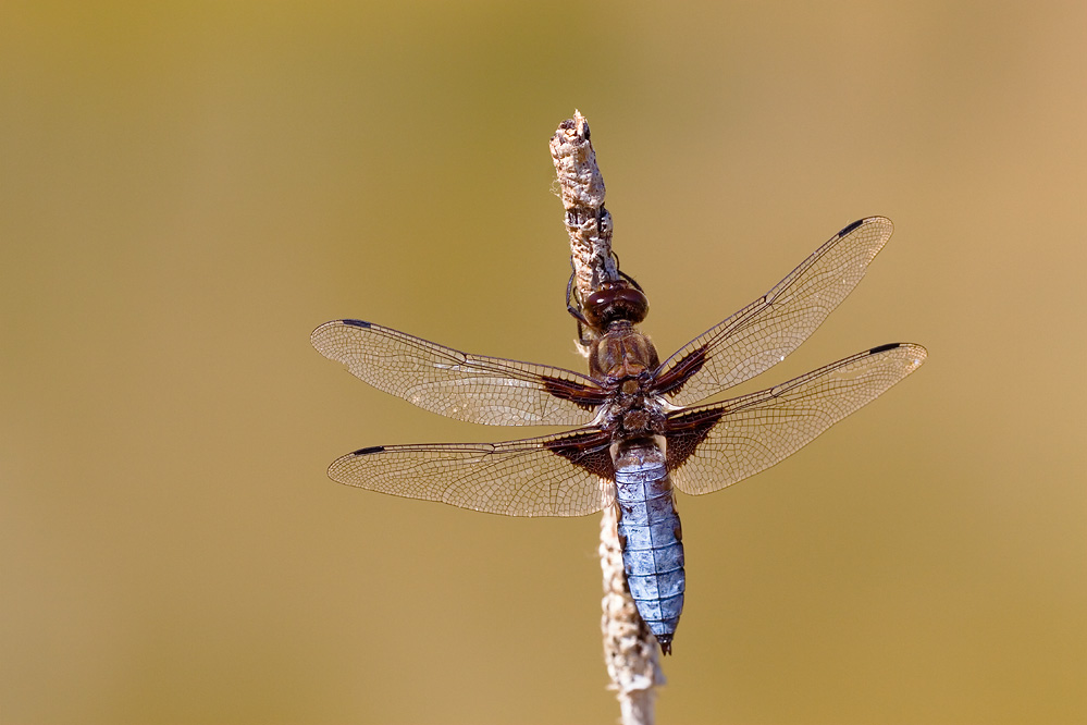 Libellula depressa