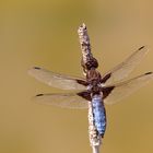 Libellula depressa