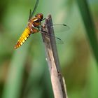 Libellula depressa femelle