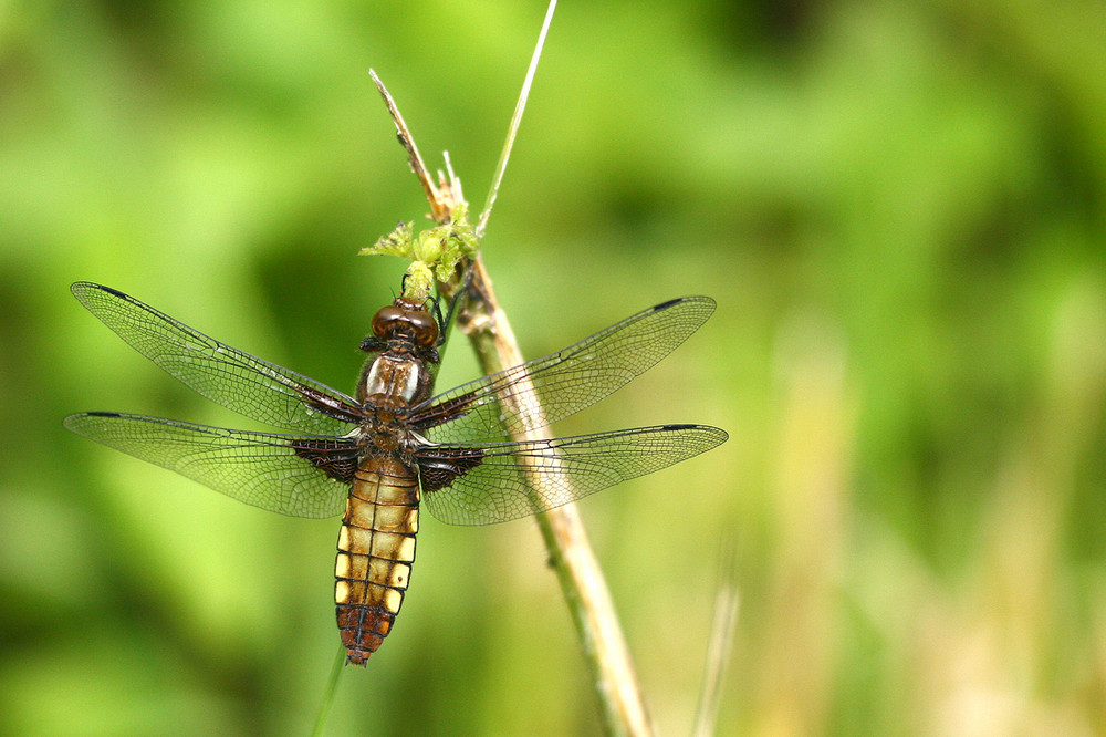 Libellula depressa femelle