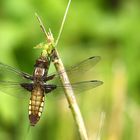 Libellula depressa femelle