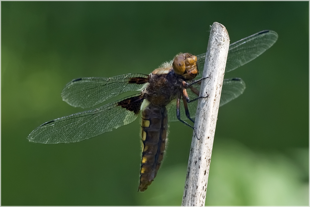 Libellula depressa femelle