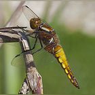 LIBELLULA DEPRESSA (FEMMINA)   Linnaeus, 1758