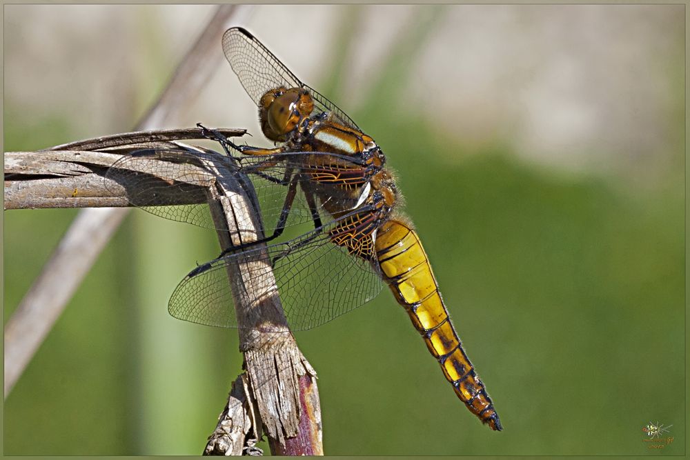 LIBELLULA DEPRESSA (FEMMINA)   Linnaeus, 1758