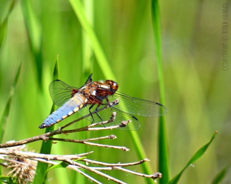 Libellula depressa I