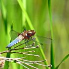 Libellula depressa I