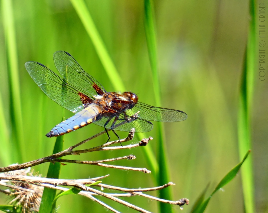 Libellula depressa II