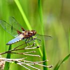 Libellula depressa II