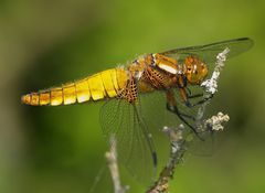 Libellula depressa II