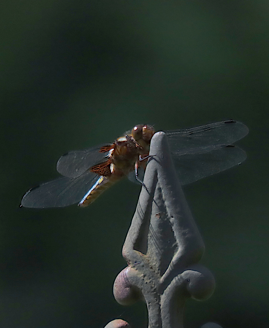 Libellula depressa im Abendlicht