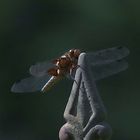 Libellula depressa im Abendlicht