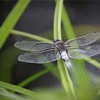 Libellula depressa .... im Naturpark Schwalm-Nette