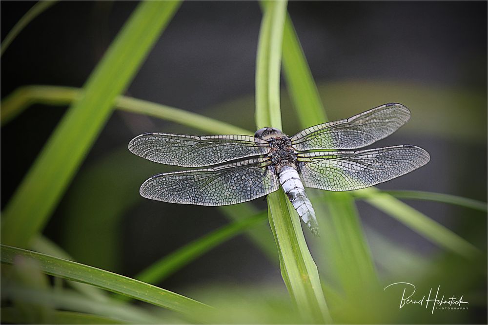 Libellula depressa .... im Naturpark Schwalm-Nette