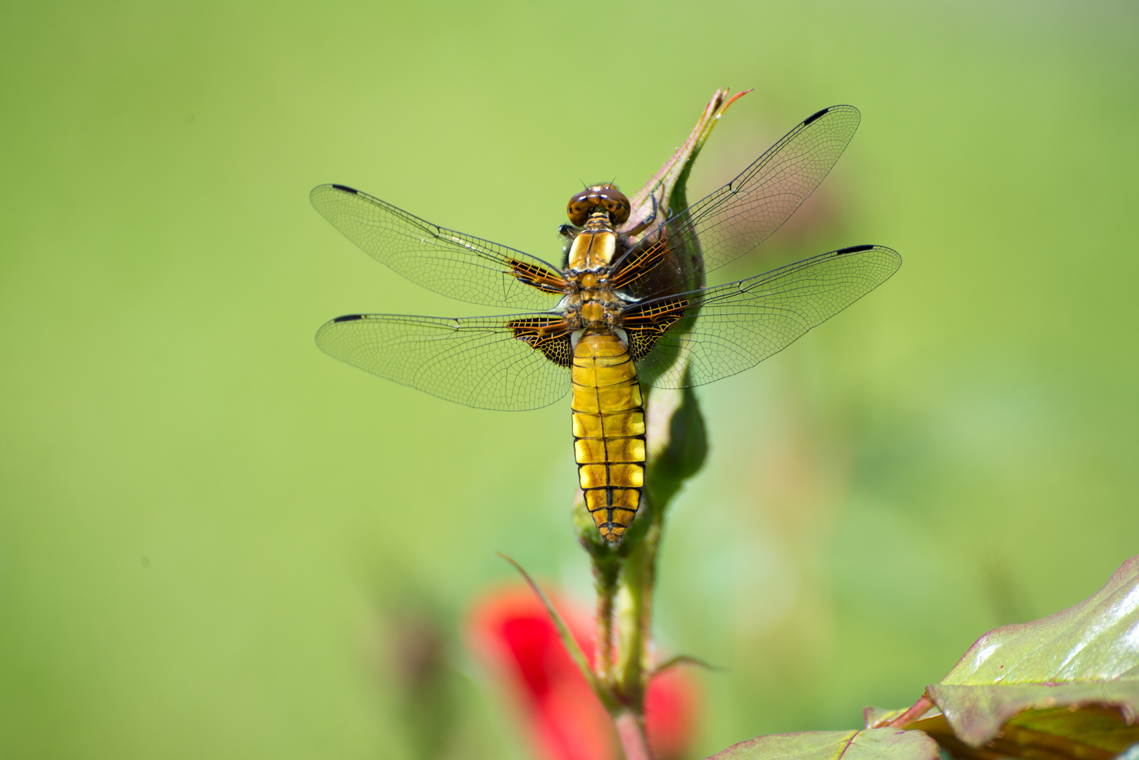 Libellula depressa / junges Weibchen