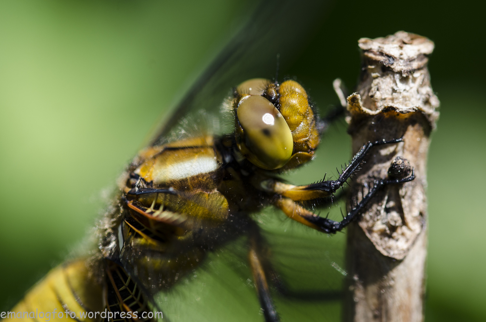 Libellula depressa Linnaeus-0617