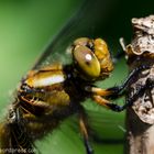 Libellula depressa Linnaeus-0617