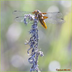 LIBELLULA DEPRESSA Linnaeus, 1758