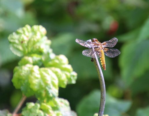 Libellula depressa Linnaeus
