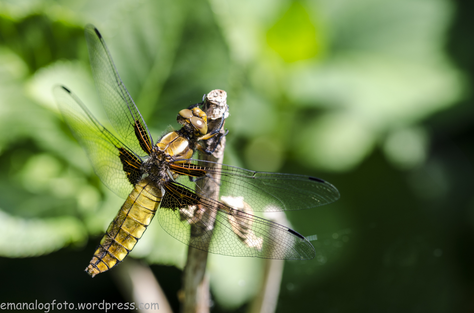 Libellula depressa Linnaeus