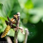 Libellula depressa Linnaeus