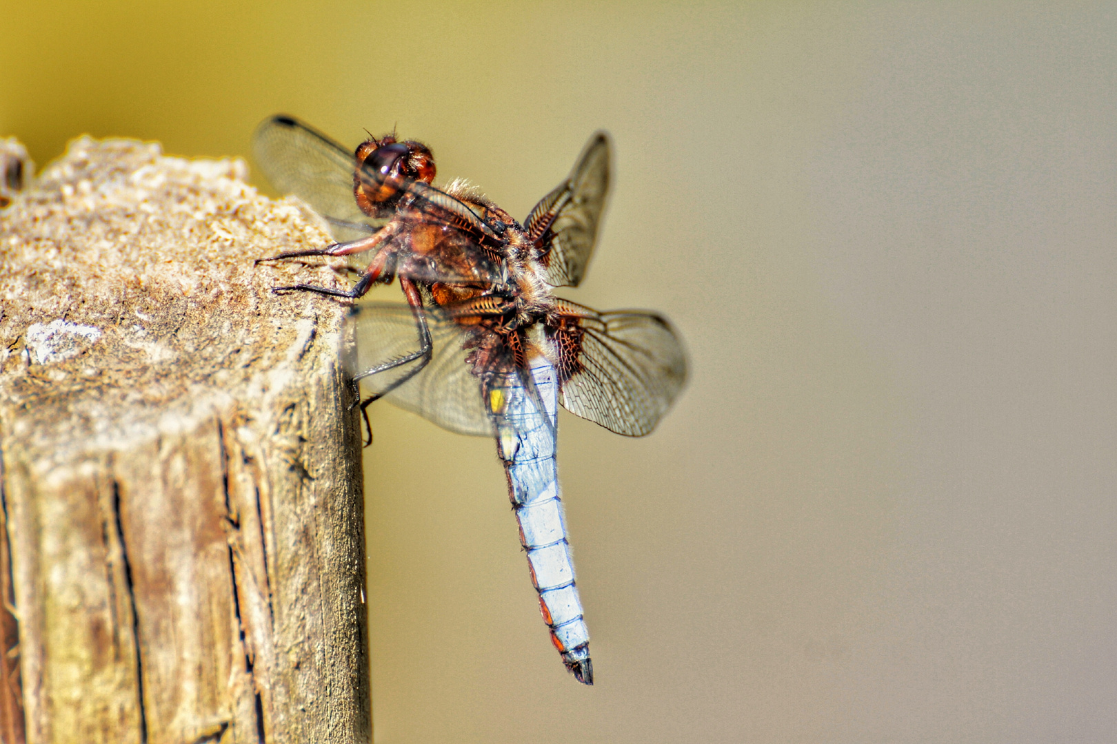 Libellula depressa männlich