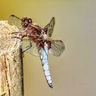 Libellula depressa männlich