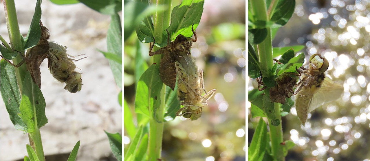 Libellula depressa (Plattbauch) beim Schlüpfen