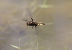 Libellula depressa - Plattbauch